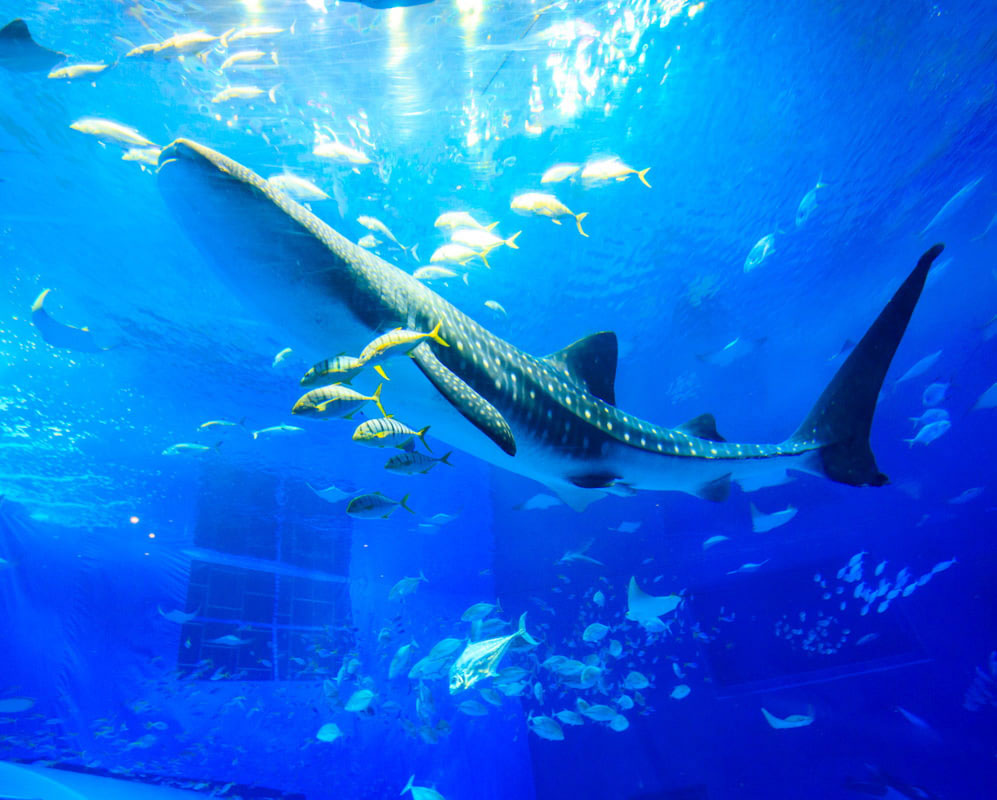 沖縄北部の観光スポットはちゅら海水族館